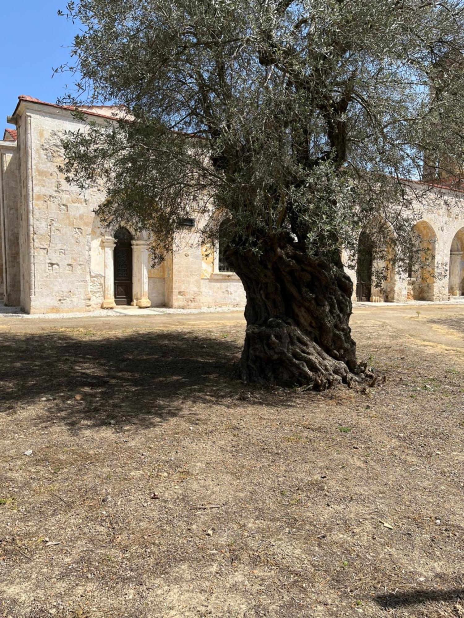 Villa Zeytin Vasilia Exterior photo